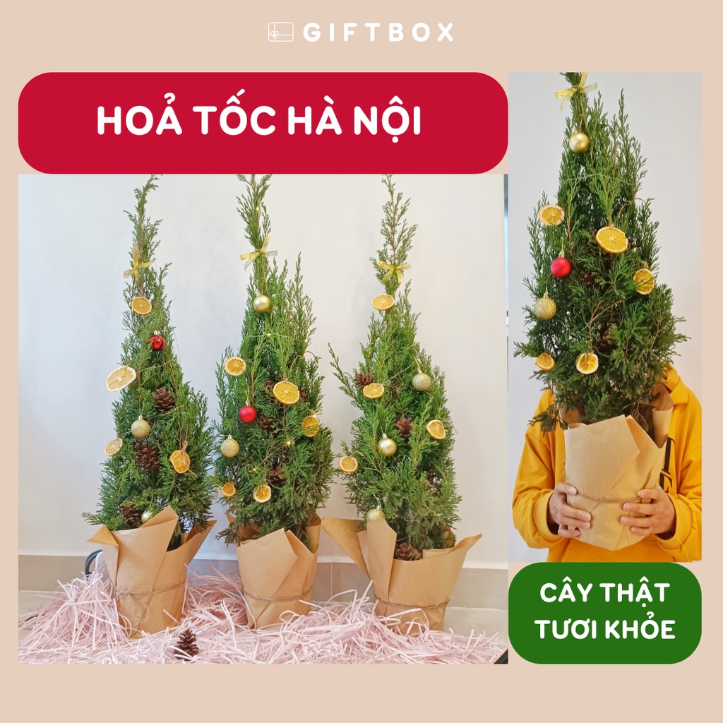 Cây thông Noel CHỈ SHIP HỎA TỐC HÀ NỘI cây tươi cao 60-110cm cây thông giáng sinh sơn tùng Noel kèm bộ phụ kiện