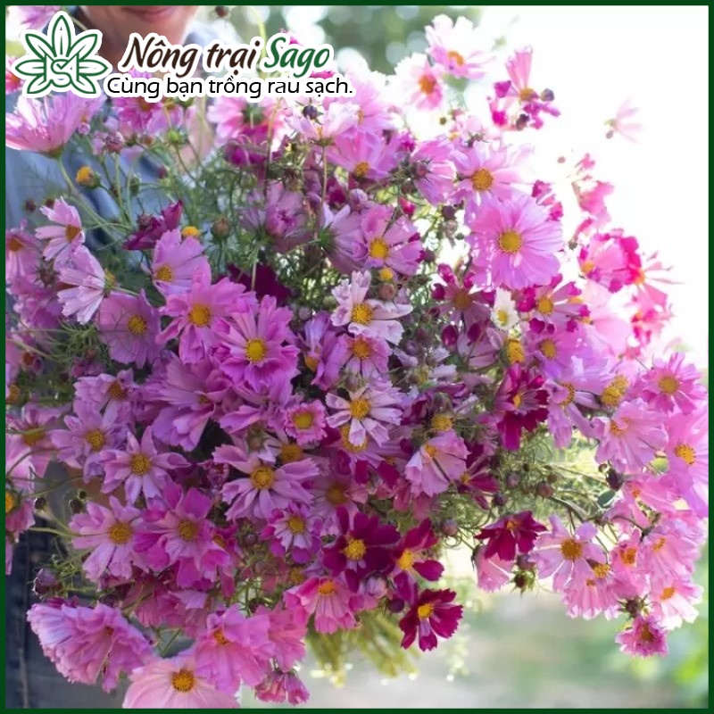 Hạt giống Hoa Cánh Bướm Kép (Sao Nhái Kép) Nhiều Màu, Dễ Trồng - Nông Trại Sago