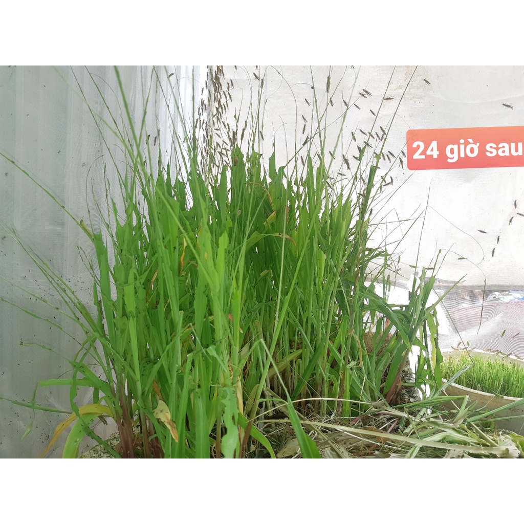 KÉN TRỨNG CÀO CÀO CỐM +20%