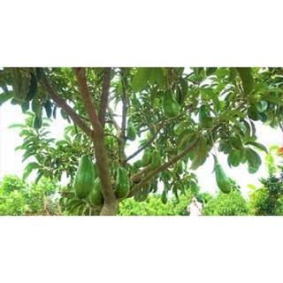 CÂY GIỐNG BƠ LÙN THANH SƠN [ TRỒNG CHẬU ĐƯỢC ] *