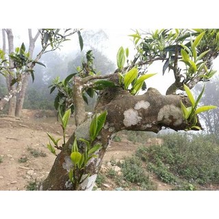 Cây giống chè shan tuyết cổ thụ Tả Phìn Hồ - Hà Giang