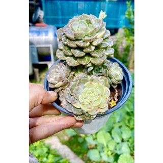 sen đá bụi var