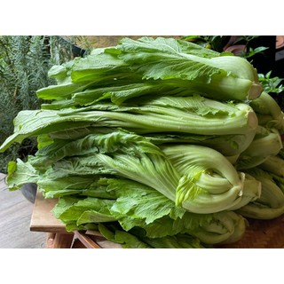 Cải bẹ dưa 20gram- cải dễ trồng quanh năm năng suất cao