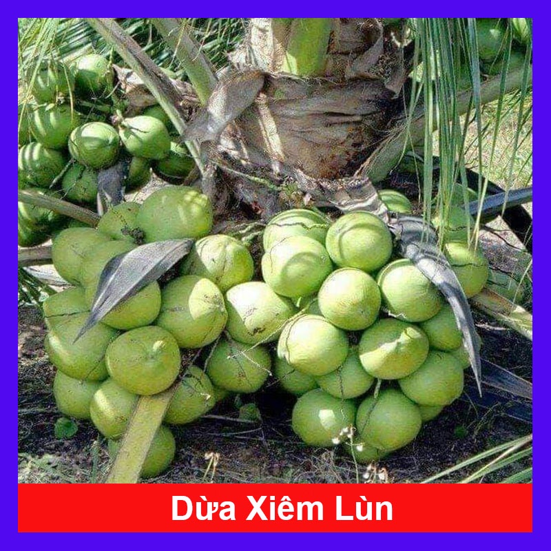 Cây dừa xiêm lùn - cây dễ trồng - caykiengsadec