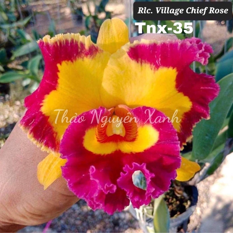 Cattleya Rlc. Village  Chief Rose