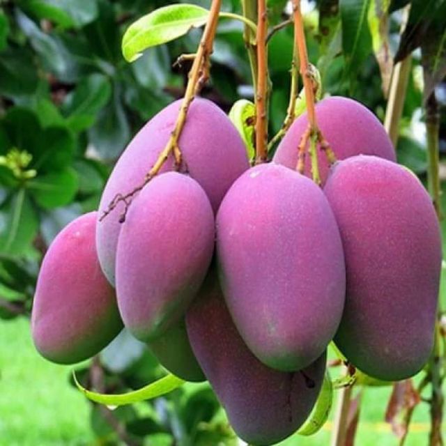 Cây xoài tím thái lan quả siêu đẹp ngọt thơm 12 tháng cho quả