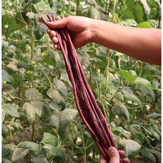 Gói 10 gram hạt giống đậu đũa tím