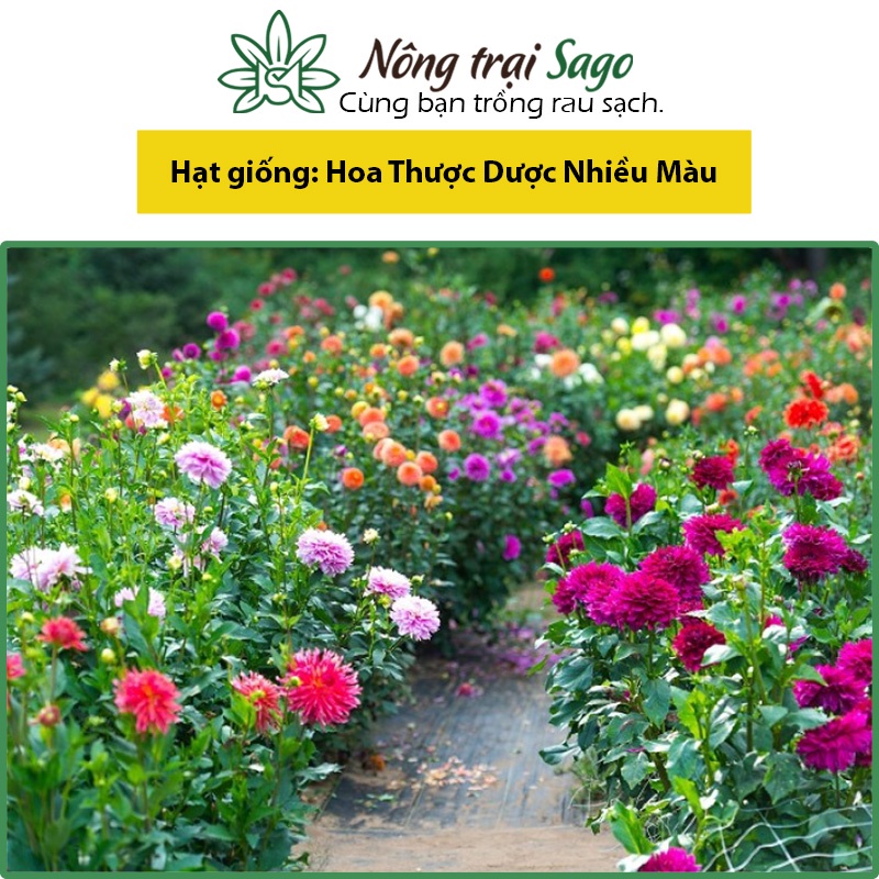 Hạt giống Hoa Thược Dược Nhiều Màu, Thân Cao, Thích Hợp Trồng Chậu, Hoặc Sân Vườn - Nông Trại Sago