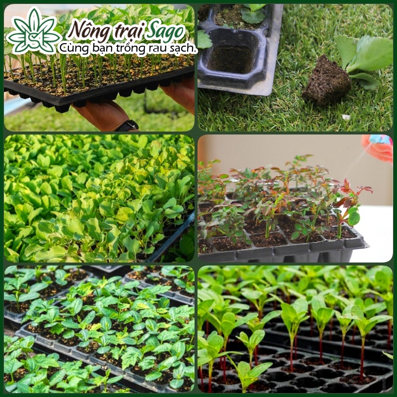 Khay Ươm Hạt Giống 105 Lỗ Chịu Nhiệt Tốt, Độ Bền Cao - Nông Trại Sago