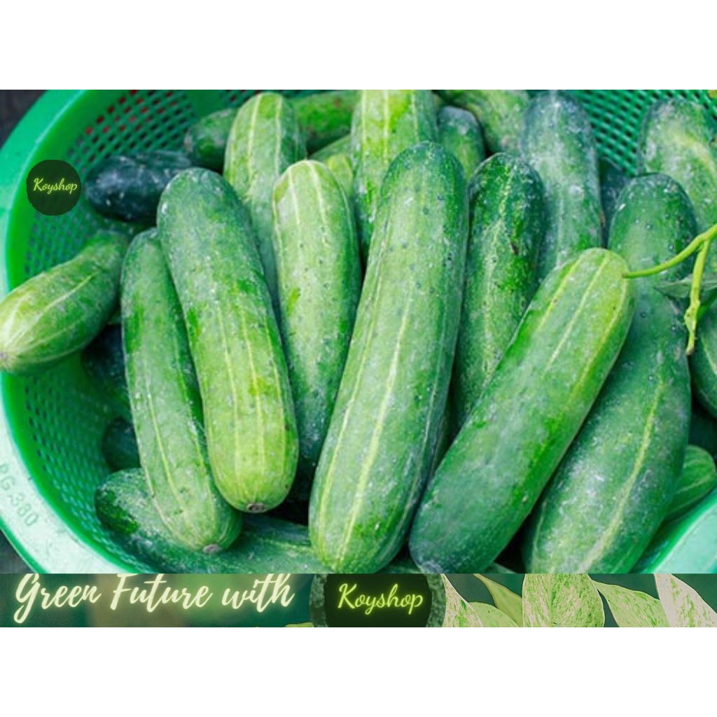Hạt giống Dưa Leo Rado 752 2g dễ trồng, năng suất cao - Rado Seeds X 2 gói - Giá sỉ tốt hơn!