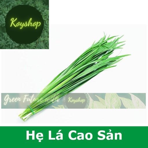 Hạt Giống Hẹ Lá Cao Sản - Rado Seeds - Giá sỉ tốt hơn!
