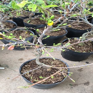 Cây mai vàng bonsai chơi tết cây đẹp đang rất nhiều nụ