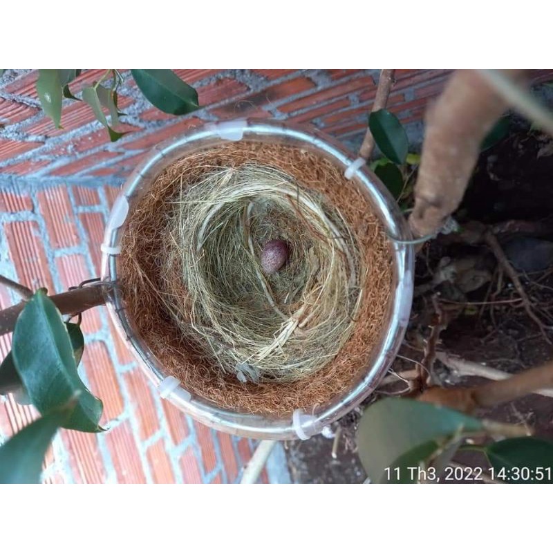 Tổ Chim dành cho anh em nuôi chim sinh sản