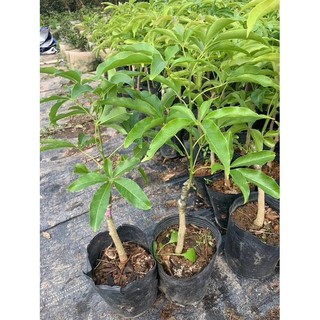 Cây bánh kem nhiều dinh dưỡng, vitamin, nhập khẩu cao 50-60cm