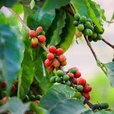Giống Cây Cà Phê CuLi Siêu Trái ( siêu sớm có bảo hành)