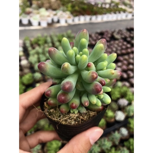 Sen Đá Thạch Ngọc Mỹ Size Bầu