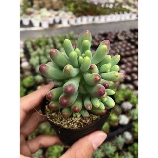 Sen đá thạch ngọc mỹ size bầu