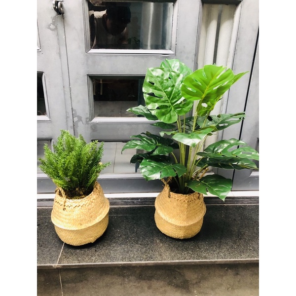 cây trầu bà giả 70 cm (kèm giỏ cói)