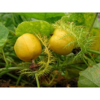 Cây lạc tiên (chùm bao )- cây giống
