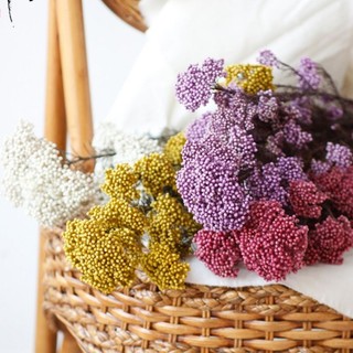 Hoa khô đẹp: hoa gạo Ozothamnus (hương thảo vĩnh cửu, cát tiên sa) dùng trang trí resin handmade