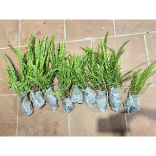 cốt cắn (loại cây có củ dùng được)