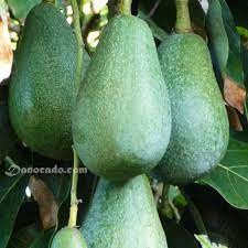 Cây giống bơ sáp daklak