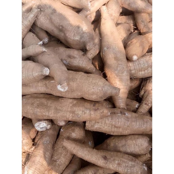 2KG CỦ SẮN DÂY VỤ MỚI, làm bột sắn, luộc , thơm ngon bở nhiều bột