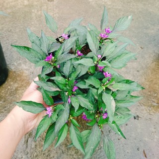 Cây Ớt Tím - cây ớt cảnh - caykiengsadec