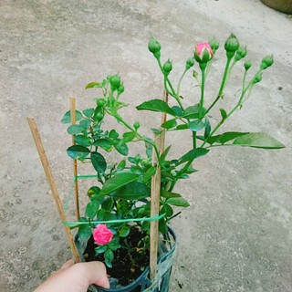Cây Hoa Hồng Chùm Son