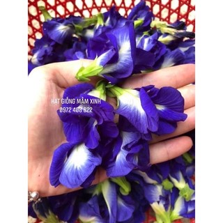 200 hạt hoa đậu biếc