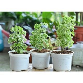 Cây đinh lăng mini cẩm thạch