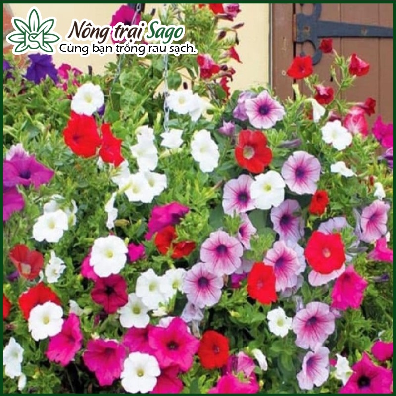 Hạt giống Hoa Dạ Uyên Thảo Nhiều Màu, Thích Hợp Trồng Chậu Treo - Nông Trại Sago