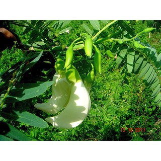 2gr hạt giống cây bông so đũa
