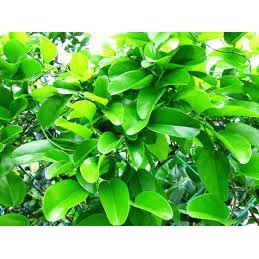 15h hạt giống sương sâm lông