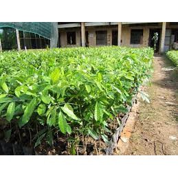 cây xà cừ giống cao ( cây siêu tốt)