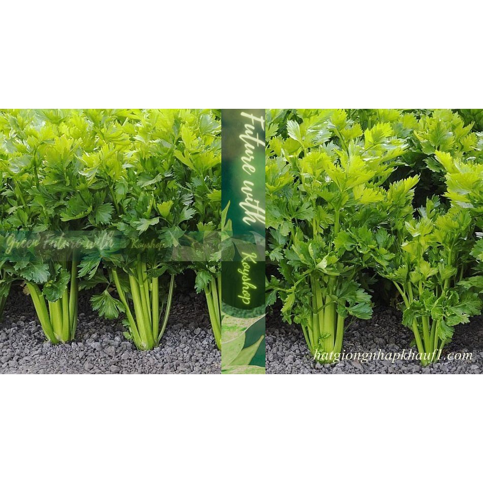 Hạt giống Rau Cần Tây Thera Chịu Nhiệt, 5 g-- Rado Seeds X 2 gói - Giá sỉ tốt hơn.