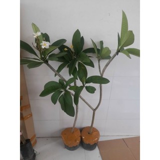 cây sứ đại hoa thơm