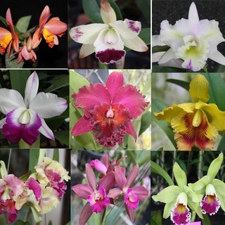Lan cattleya giống cát 1lá