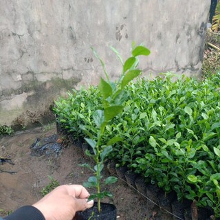 Cây chúc giống , cây chanh thái chuẩn giống