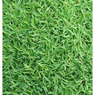 Bịch 0.5KG Hạt giống Cỏ lá gừng nhập khẩu nảy mầm tốt