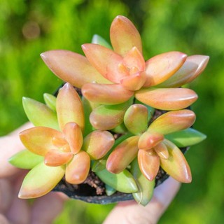 Sen đá vàng 5-7cm - Vườn sen đá