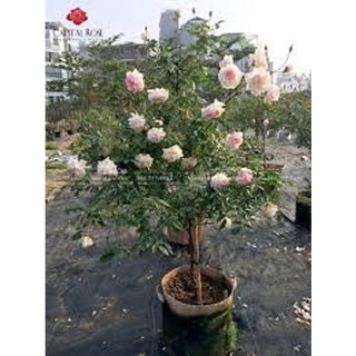 Combo 3 cây hồng đào cổ – hồng cổ việt nam rất thơm và sai hoa- cây giống nguyên bầu từ cây mẹ xịn