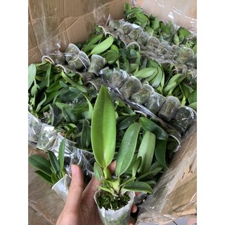 Lan cattleya giống cát 1lá