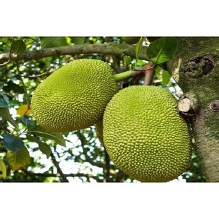 SIÊU LỚN TRÁI (SẦU RIÊNG)- 500ML