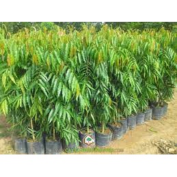 cây giống Hoàng Nam (liễu Ấn Độ) (chuẩn giống)