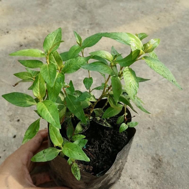 Bầu rau răm/200g