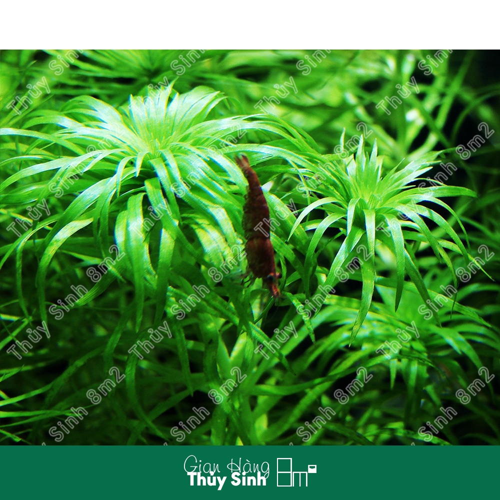 Cây Tonia Lá Mềm | Cây Thủy Sinh Trung Cảnh, Cắt Cắm | KHÔNG BẢO HÀNH | 8m2
