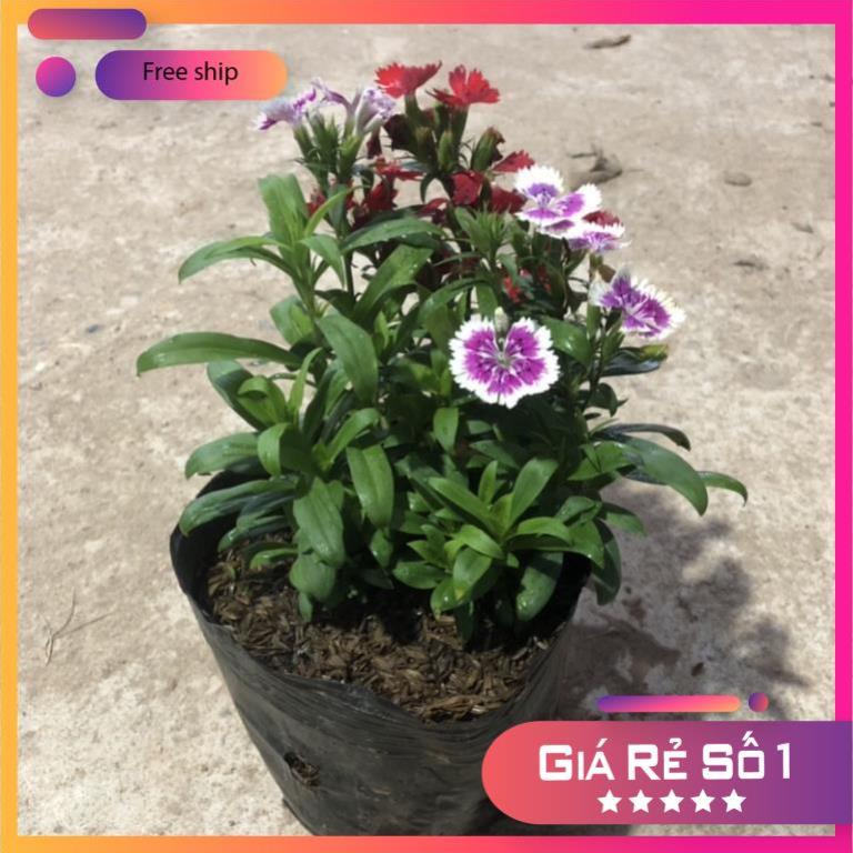 Cây hoa CẨM CHƯỚNG trồng trong bịch đen, chiều cao 15-20cm hoa nở đẹp (Hàng Chuẩn)