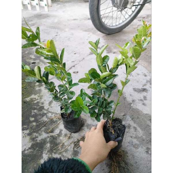 Cây siro 15k, hàng đẹp,khoẻ, dễ chăm sóc,mau cho trái