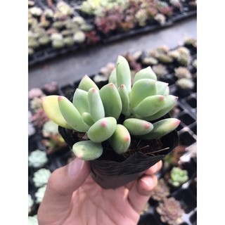 Sen đá sỏi xanh giống mới size bầu 5cm lỗi 1 đổi 1